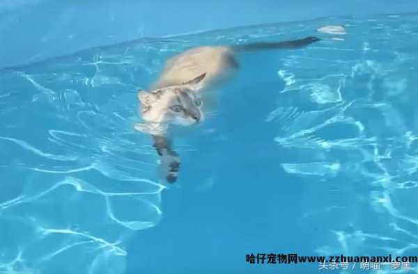 猫会游泳吗(猫会不会游泳)