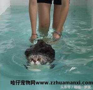 猫会游泳吗(猫会不会游泳)