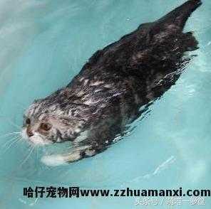 猫会游泳吗(猫会不会游泳)
