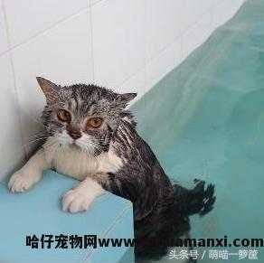 猫会游泳吗(猫会不会游泳)