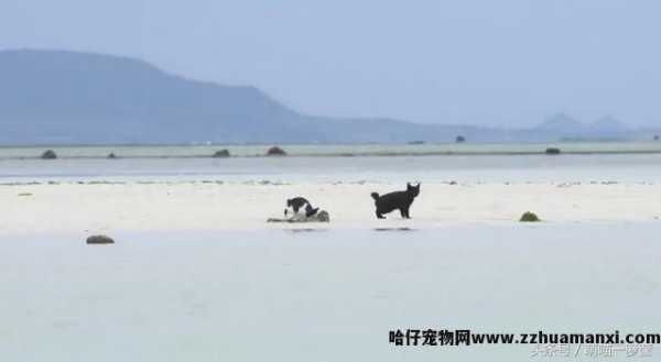 猫会游泳吗(猫会不会游泳)