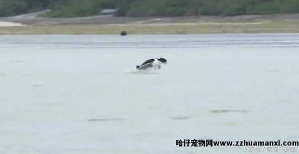 猫会游泳吗(猫会不会游泳)