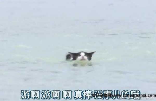 猫会游泳吗(猫会不会游泳)