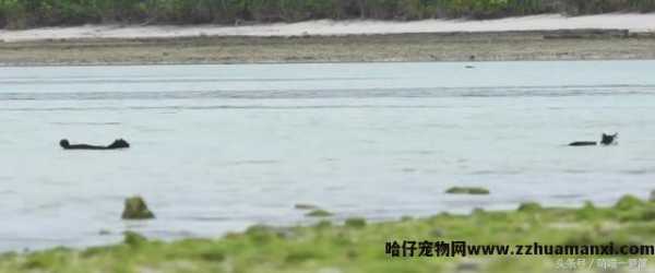 猫会游泳吗(猫会不会游泳)