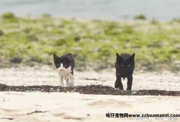 猫会游泳吗(猫会不会游泳)