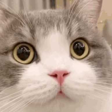 猫的瞳孔為(wèi)什么会变(猫的瞳孔為(wèi)什么会变化)