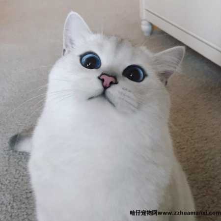 猫的瞳孔為(wèi)什么会变(猫的瞳孔為(wèi)什么会变化)