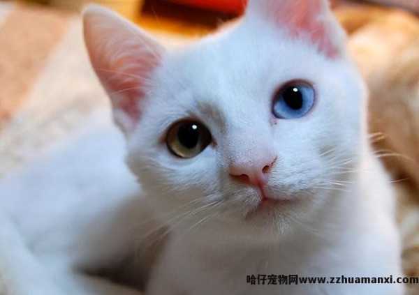 猫的瞳孔為(wèi)什么会变(猫的瞳孔為(wèi)什么会变化)