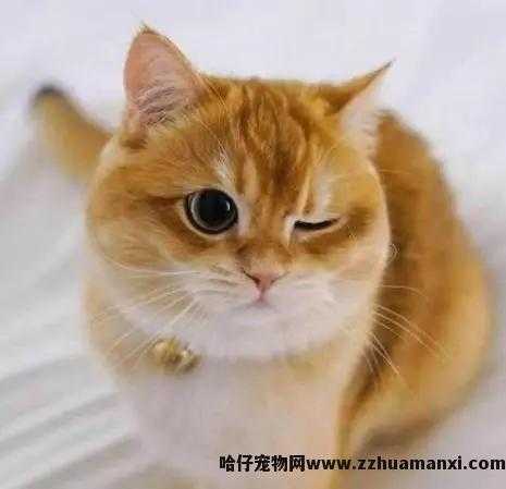 猫的瞳孔為(wèi)什么会变(猫的瞳孔為(wèi)什么会变化)