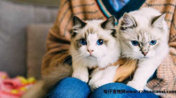 猫咪呼噜呼噜的声音怎么回事(猫咪发呼噜声怎么回事)