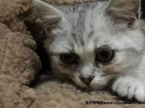 猫咪呼噜呼噜的声音怎么回事(猫咪发呼噜声怎么回事)