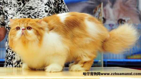 猫咪呼噜呼噜的声音怎么回事(猫咪发呼噜声怎么回事)