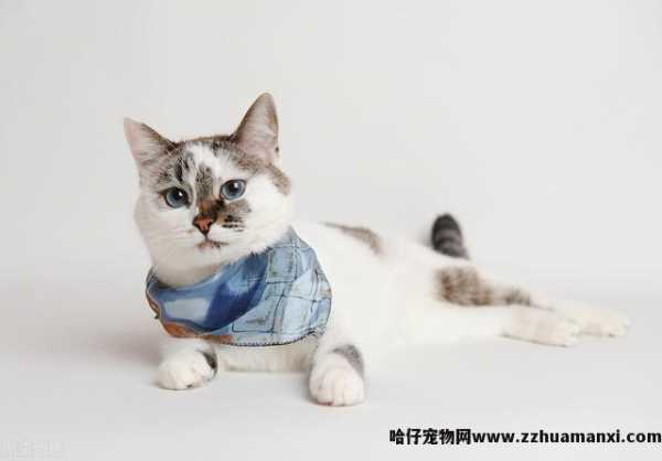 猫咪呼噜呼噜的声音怎么回事(猫咪发呼噜声怎么回事)