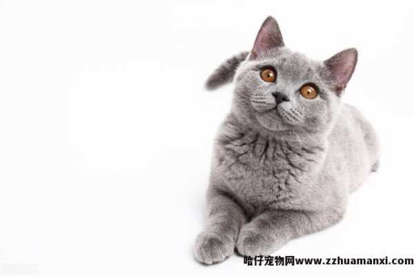 猫咪呼噜呼噜的声音怎么回事(猫咪发呼噜声怎么回事)