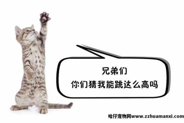 一只成年猫能(néng)跳多(duō)高(一只成年猫可(kě)以跳多(duō)高)