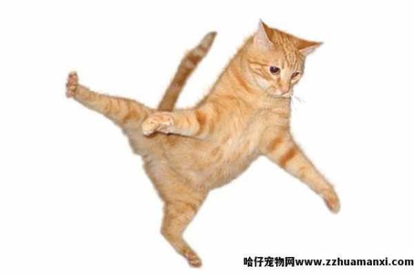 一只成年猫能(néng)跳多(duō)高(一只成年猫可(kě)以跳多(duō)高)