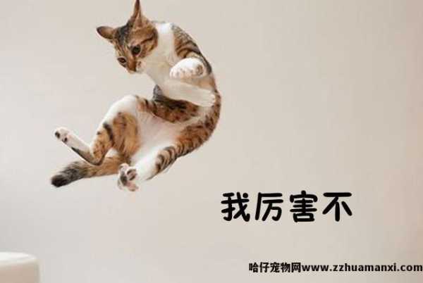 一只成年猫能(néng)跳多(duō)高(一只成年猫可(kě)以跳多(duō)高)
