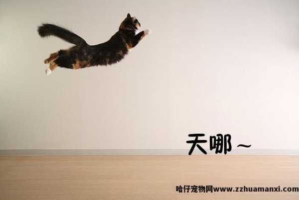 一只成年猫能(néng)跳多(duō)高(一只成年猫可(kě)以跳多(duō)高)