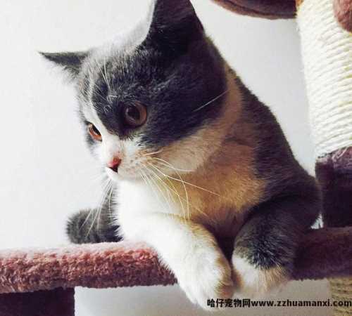 猫有(yǒu)感情吗(猫有(yǒu)感情吗,认主人吗)