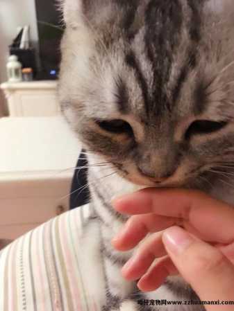 猫有(yǒu)感情吗(猫有(yǒu)感情吗,认主人吗)
