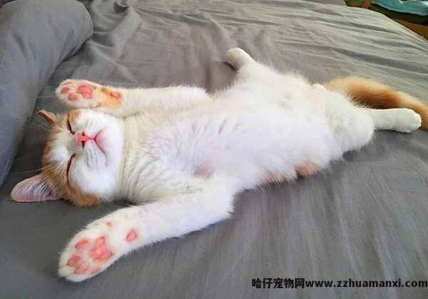 猫有(yǒu)感情吗(猫有(yǒu)感情吗,认主人吗)