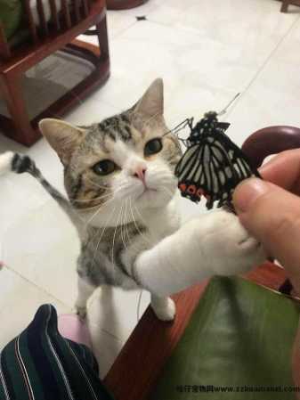 猫有(yǒu)感情吗(猫有(yǒu)感情吗,认主人吗)