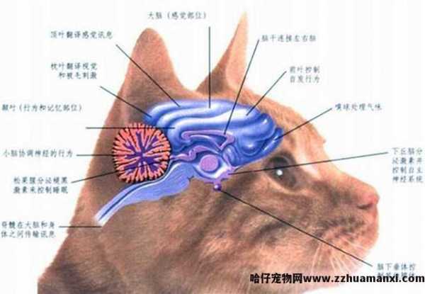 猫有(yǒu)感情吗(猫有(yǒu)感情吗,认主人吗)