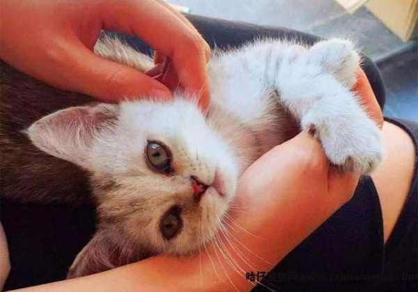 猫有(yǒu)感情吗(猫有(yǒu)感情吗,认主人吗)