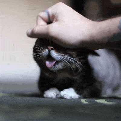 猫有(yǒu)感情吗(猫有(yǒu)感情吗,认主人吗)