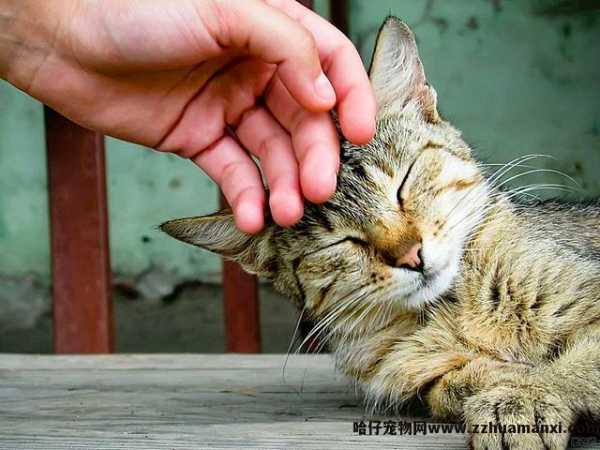 猫有(yǒu)感情吗(猫有(yǒu)感情吗,认主人吗)