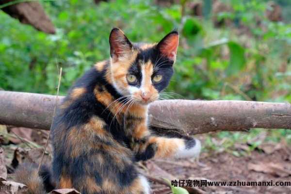 三花(huā)猫為(wèi)什么招财(三花(huā)猫真的能(néng)招财吗)
