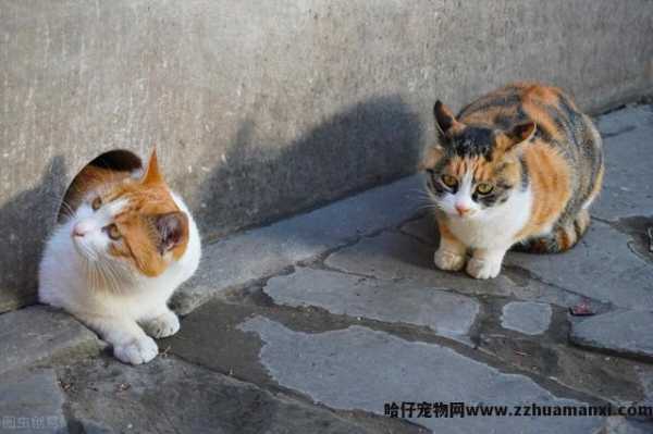 三花(huā)猫為(wèi)什么招财(三花(huā)猫真的能(néng)招财吗)