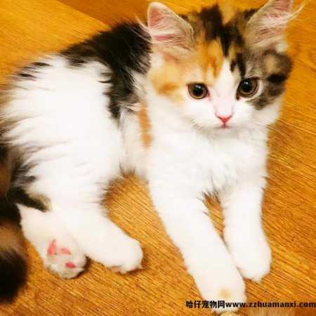 三花(huā)猫為(wèi)什么招财(三花(huā)猫真的能(néng)招财吗)