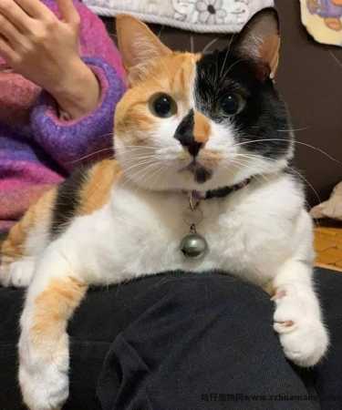 三花(huā)猫為(wèi)什么招财(三花(huā)猫真的能(néng)招财吗)