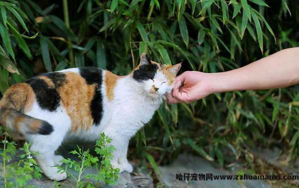 三花(huā)猫為(wèi)什么招财(三花(huā)猫真的能(néng)招财吗)