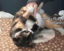三花(huā)猫為(wèi)什么招财(三花(huā)猫真的能(néng)招财吗)