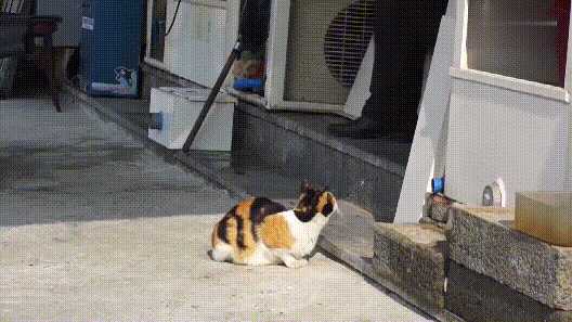 三花(huā)猫為(wèi)什么招财(三花(huā)猫真的能(néng)招财吗)