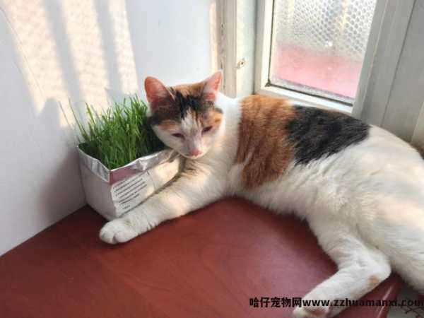 三花(huā)猫為(wèi)什么招财(三花(huā)猫真的能(néng)招财吗)
