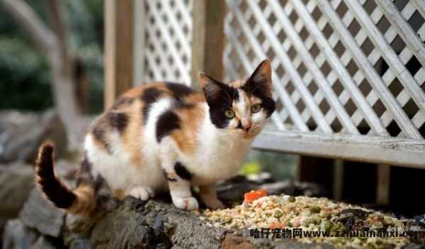 三花(huā)猫為(wèi)什么招财(三花(huā)猫真的能(néng)招财吗)