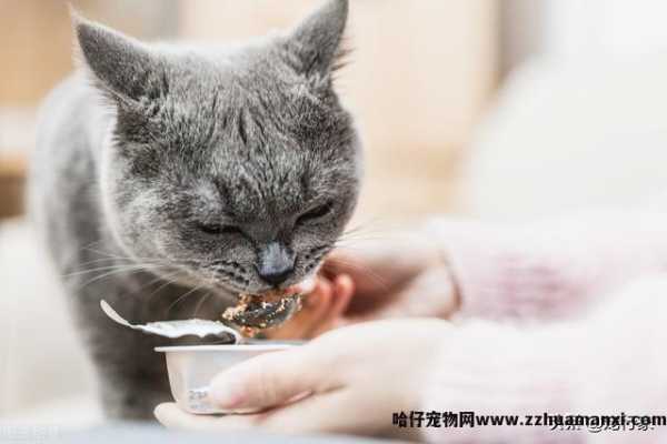 小(xiǎo)猫不停的叫还蹭你腿是為(wèi)什么(小(xiǎo)猫蹭腿一直叫)
