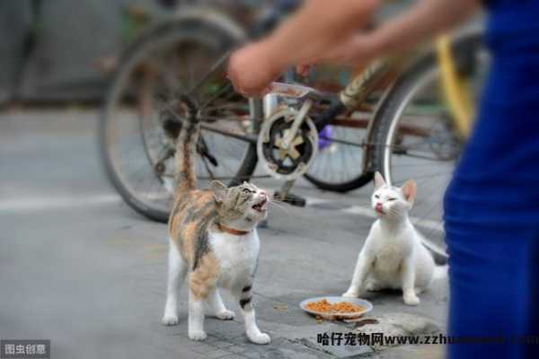 小(xiǎo)猫不停的叫还蹭你腿是為(wèi)什么(小(xiǎo)猫蹭腿一直叫)
