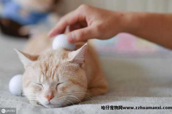 小(xiǎo)猫不停的叫还蹭你腿是為(wèi)什么(小(xiǎo)猫蹭腿一直叫)