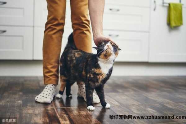 小(xiǎo)猫不停的叫还蹭你腿是為(wèi)什么(小(xiǎo)猫蹭腿一直叫)