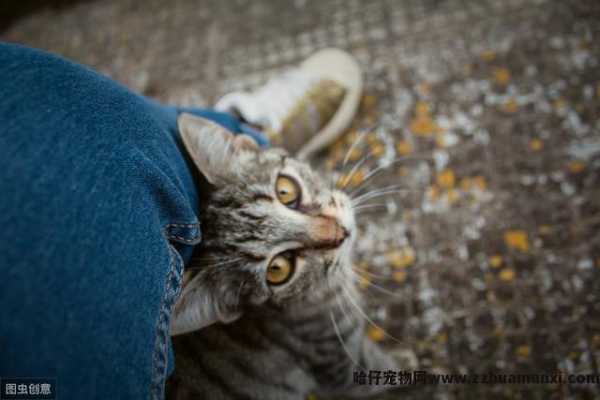 小(xiǎo)猫不停的叫还蹭你腿是為(wèi)什么(小(xiǎo)猫蹭腿一直叫)