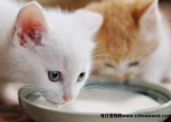 猫能(néng)吃地瓜吗(宠物(wù)猫能(néng)吃地瓜吗)