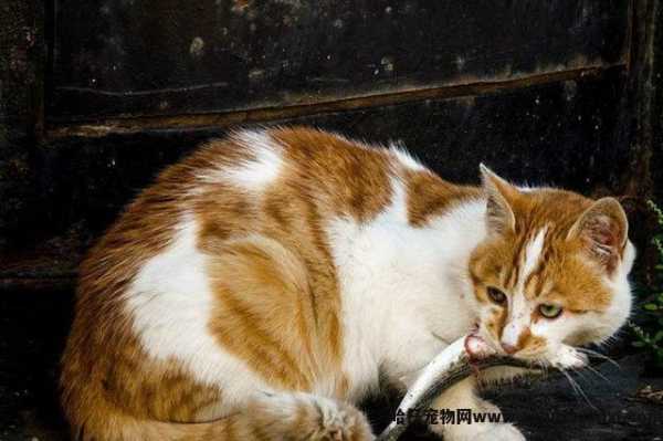猫能(néng)吃地瓜吗(宠物(wù)猫能(néng)吃地瓜吗)