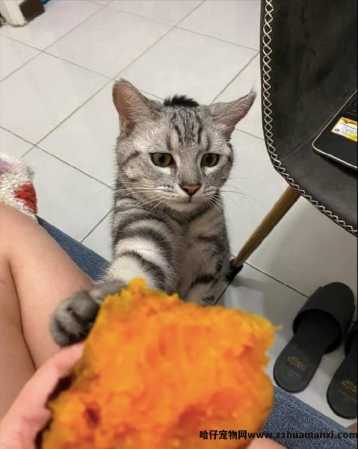 猫能(néng)吃地瓜吗(宠物(wù)猫能(néng)吃地瓜吗)
