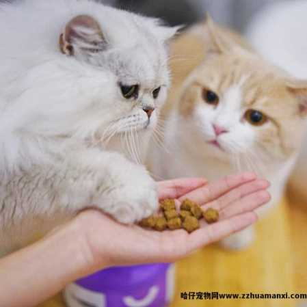 猫能(néng)吃地瓜吗(宠物(wù)猫能(néng)吃地瓜吗)