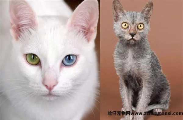 泰國(guó)御猫和土猫的區(qū)别是什么(泰國(guó)御猫和土猫的區(qū)别在哪)