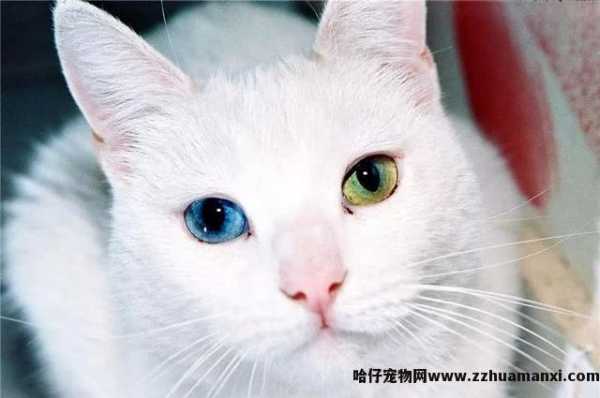 泰國(guó)御猫和土猫的區(qū)别是什么(泰國(guó)御猫和土猫的區(qū)别在哪)